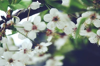 Kuosien sekametelisoppa