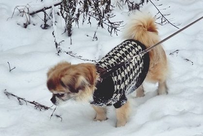 Koiravanhuksen elämää