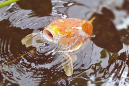 Ruissalon kasvitieteellinen puutarha