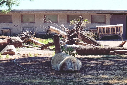 Perhepäivä Korkeasaaressa