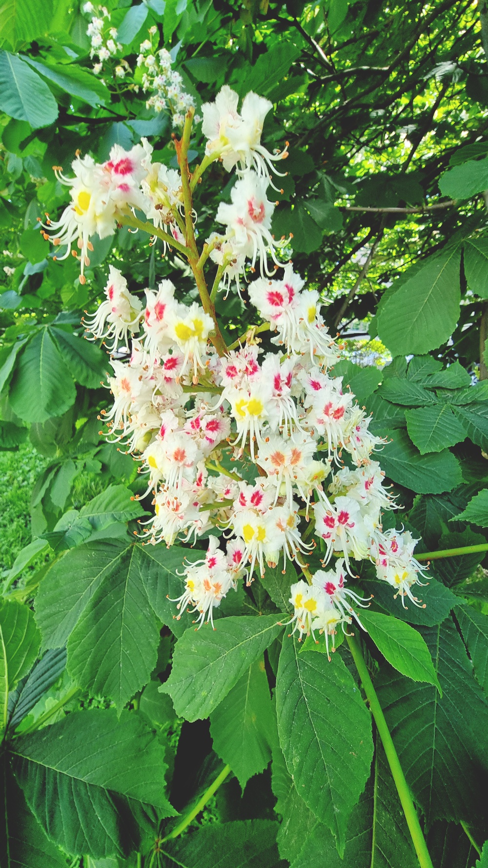 Kesäpäivä ratikassa matkamuistojen syleilyssä Töölönlahdella