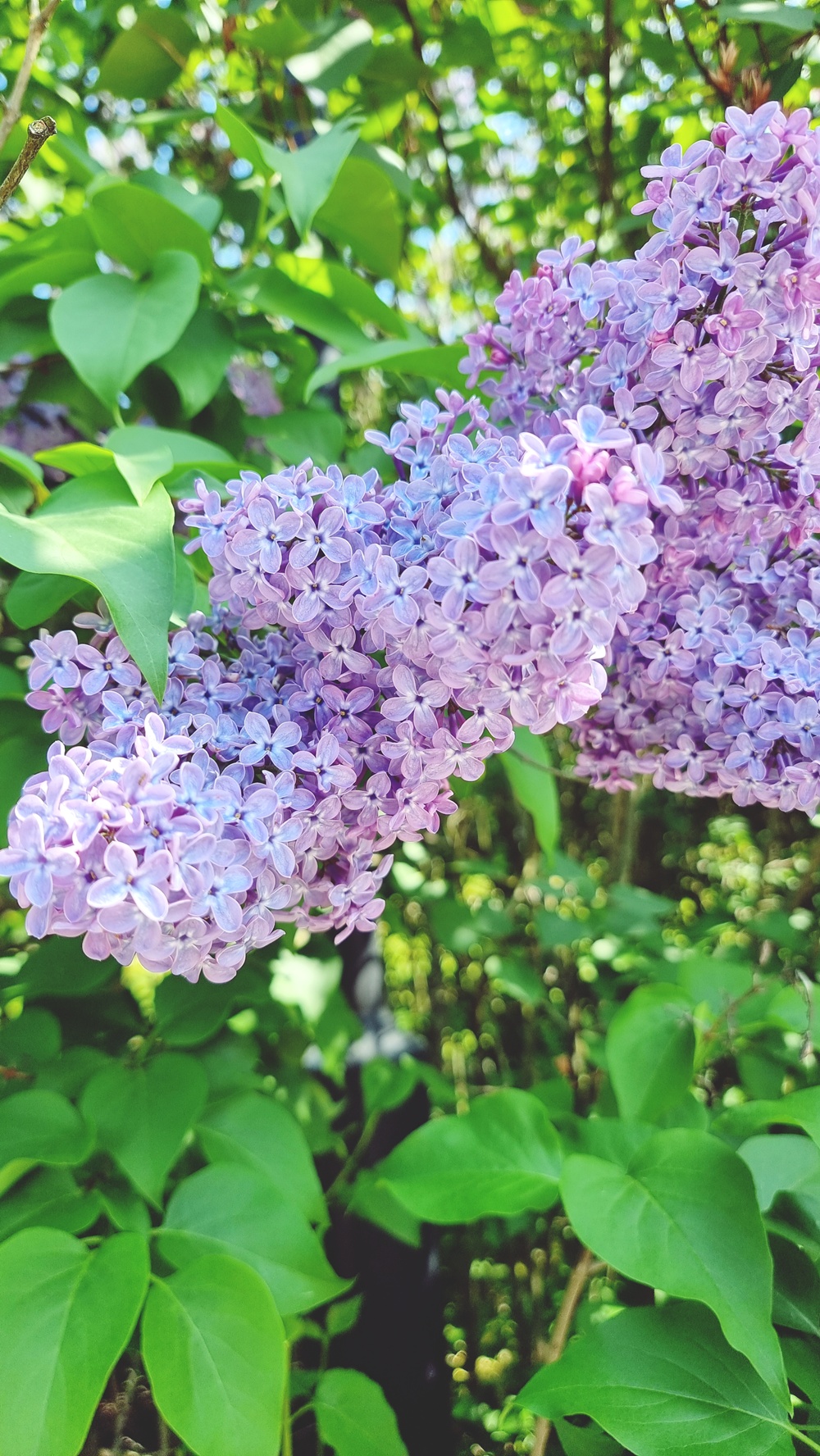 Kesäpäivä ratikassa matkamuistojen syleilyssä Töölönlahdella