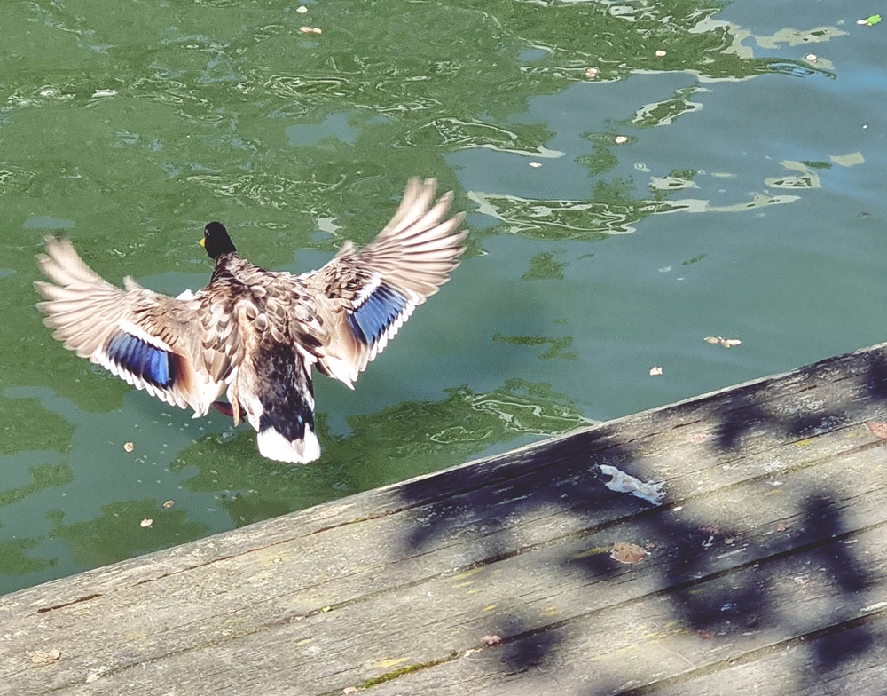 Kaupunkijuhannus on meille se oikea juhannus