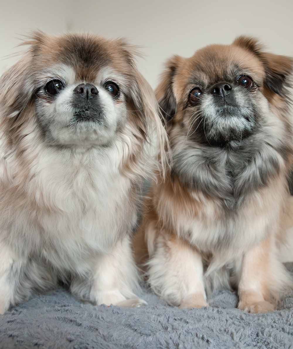 Ikikukkakedon tuoksuissa: Muistopostaus rakkaasta Nupusta