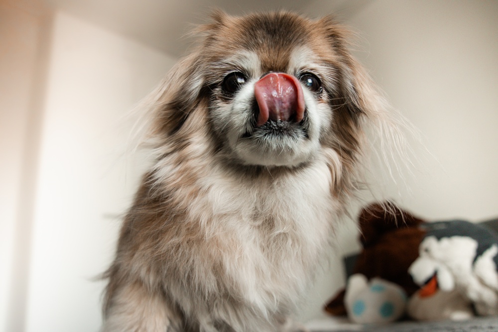 Ikikukkakedon tuoksuissa: Muistopostaus rakkaasta Nupusta