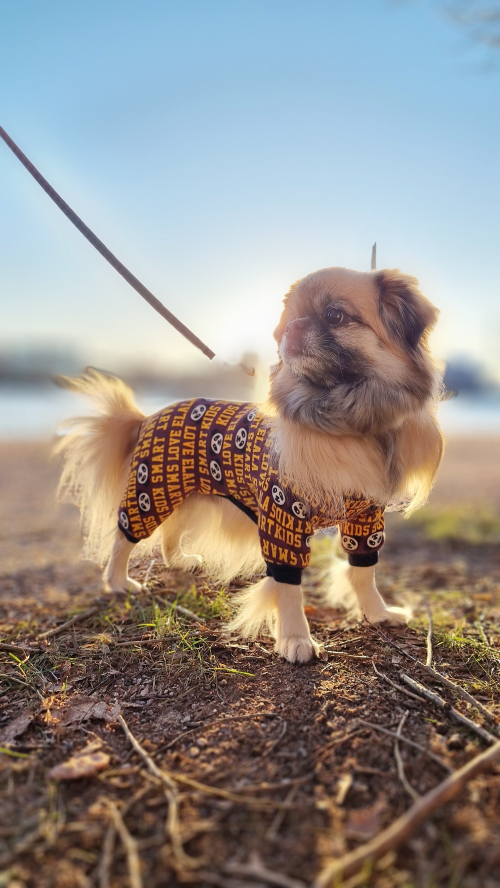Miten tukea koiraa kun koirakaveri menehtyy – kokemuksia, ohjeita ja toivoa