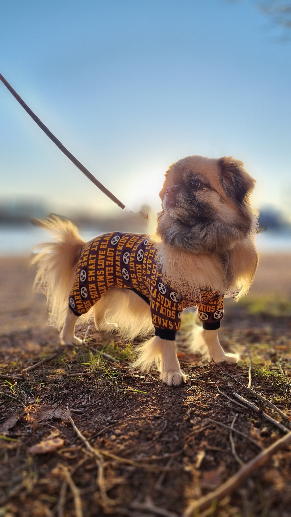 Koiran veriripuli on päivystysasia