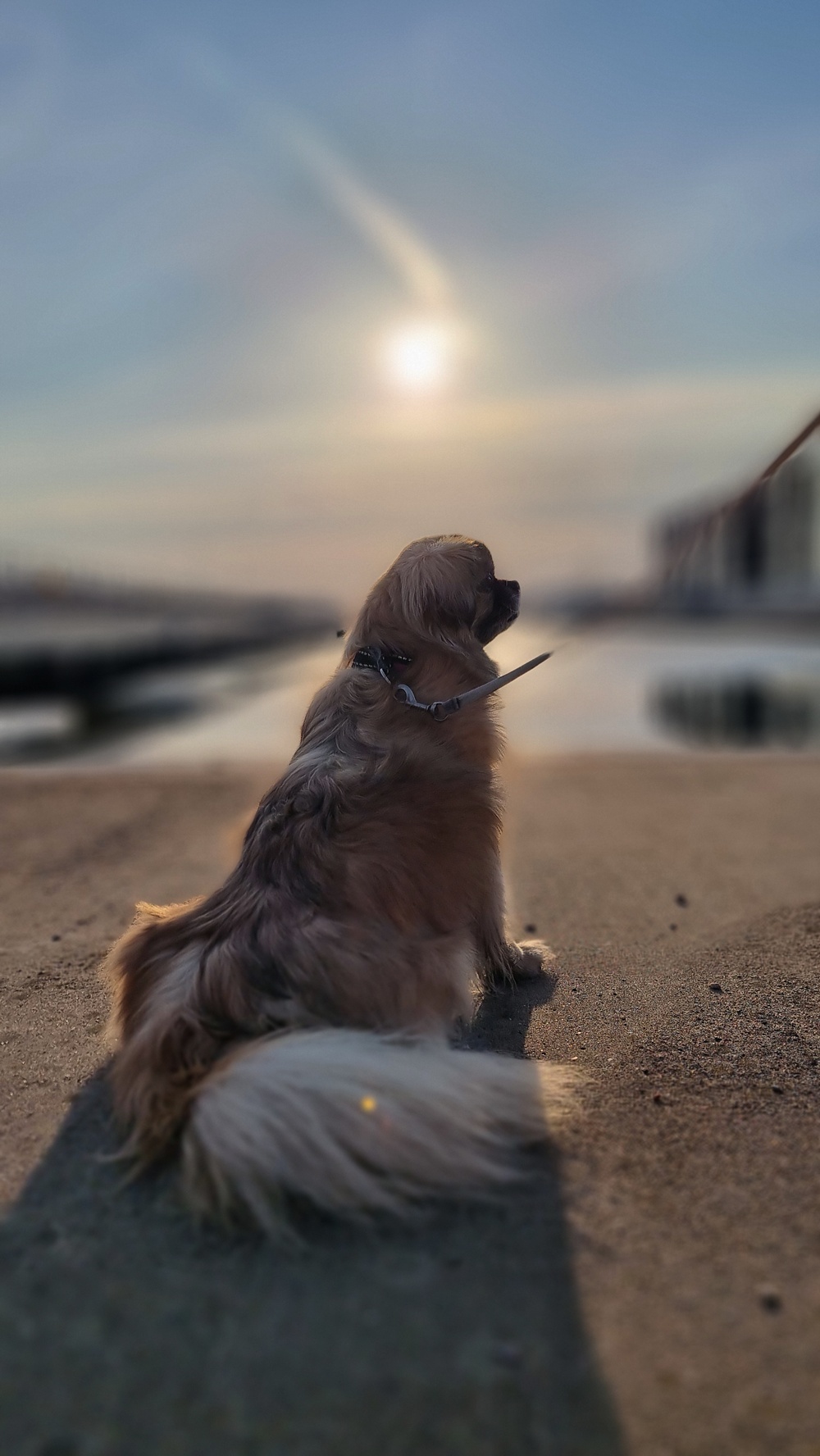 Koiran veriripuli on päivystysasia