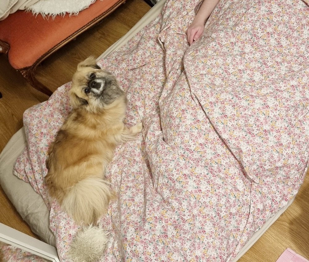 Koiran veriripuli on päivystysasia