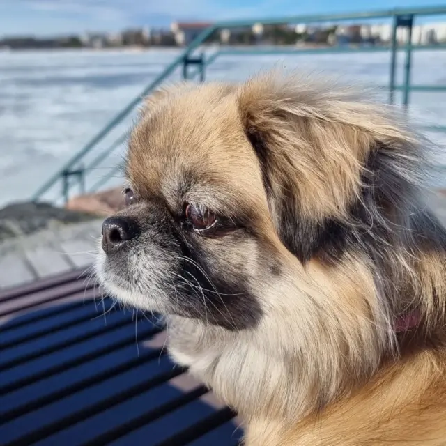 Viime päivät ovat menneet aika hiljaisesti. Olin kipeänä ja töissä on ollut kiire, joten energia on riittänyt lähinnä arjesta selviämiseen.

Tänään oli kuitenkin pakko lähteä ulos hetkeksi. Pieni kävely raikkaassa ilmassa tekee aina hyvää ja koira kyllä muistuttaa siitä, että lenkille on mentävä, vaikka elämä olisi kuinka kiireistä.

Söpö on siinä asiassa paras mahdollinen motivaattori. Koira ei mieti keskeneräisiä töitä, algoritmeja tai kiirettä. Se haluaa vain ulos, nuuhkia ilmaa ja kulkea rauhassa eteenpäin.

Usein huomaan, että juuri nämä tavalliset hetket tekevät eniten hyvää. Lyhyt lenkki, kylmä ilma poskilla ja hetki, jolloin ajatukset saavat rauhoittua.

Tällainen pieni arjen pysähdys teki tänään yllättävän hyvää.

#koiraelämää #arkipäivä #koiralenkki #arkitunnelma