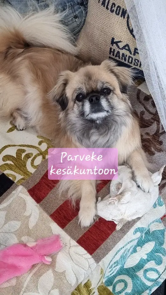 Pieni tipsu 🥰 parveke laitettu kesäkuntoon ja Söpö nauttii ❤️

#tiibetinspanielityttö #tipsunelämää #tibetanspaniel #tibbie #tipsu