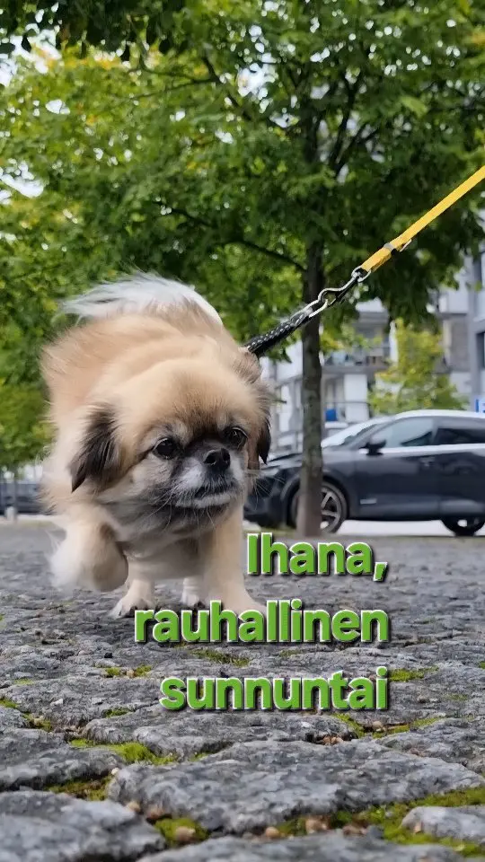 Ihana, rauhallinen sunnuntai 🤎

Joskus ei tarvita tämän kummempaa: Söpö, meri, pieni kävely ja aikaa katsella ympärille.

Ja tietenkin päivän asu. Aluspuku on Nutrionista, löytö Siisti kirppikseltä, ja takki Mankkaan Akselista. Second handia, joka ei odottele kaapissa erityistä tilaisuutta, vaan kuuluu ihan tavalliseen elämään.

Tällaiset sunnuntait ovat parhaita. 🍂

Millainen sinun sunnuntaisi on ollut? Kerro kommenteissa 👇 ja seuraa @villananna, jos tykkäät pukeutumisesta, second handista, käsitöistä ja pienistä arjen hetkistä. 🤎

#villananna #wearyourstory #secondhandstyle #kirppislöytö #sunnuntai